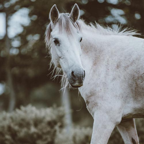 horse in the field