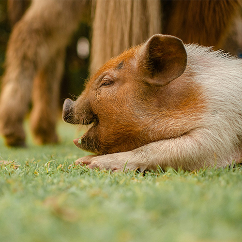 Piglet resting on grass.