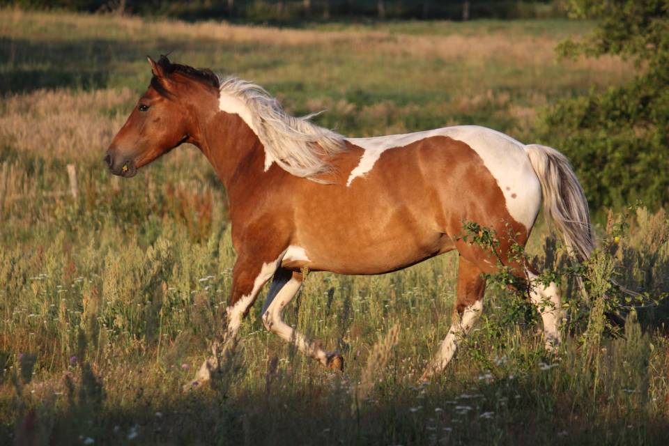 horse running