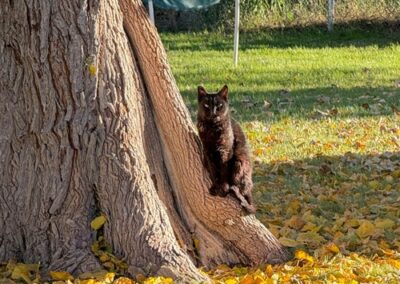 black cat by a tree in the autumn leaves