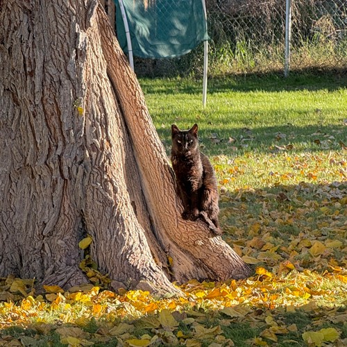 black cat autumn leaves