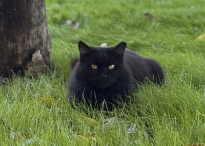 black cat in grass