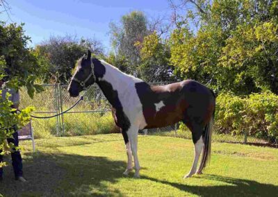 brown and white horse