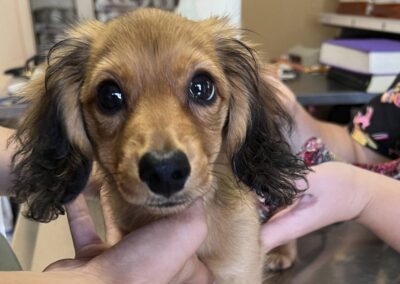 brown puppy attentive look