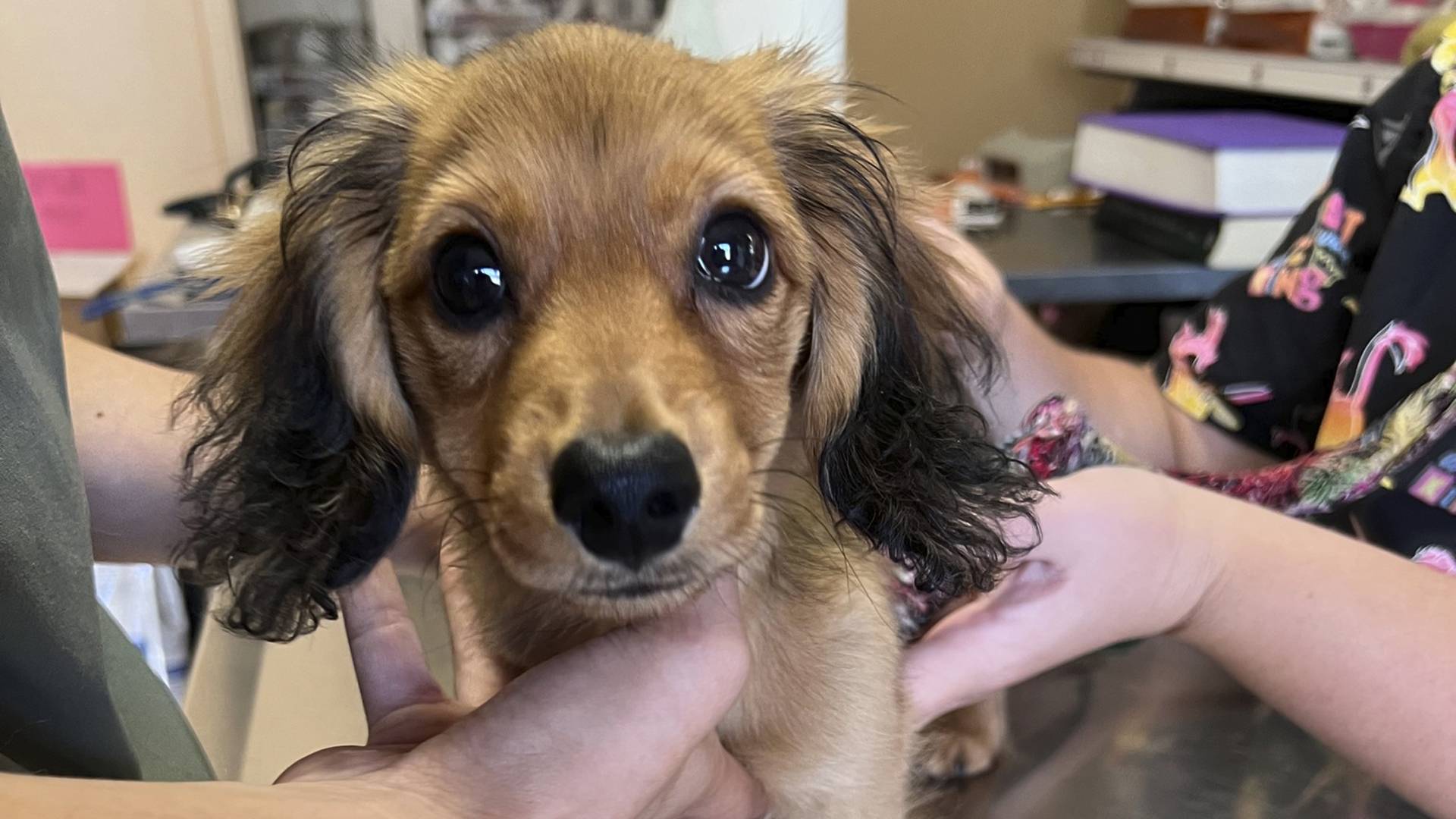 brown puppy attentive look