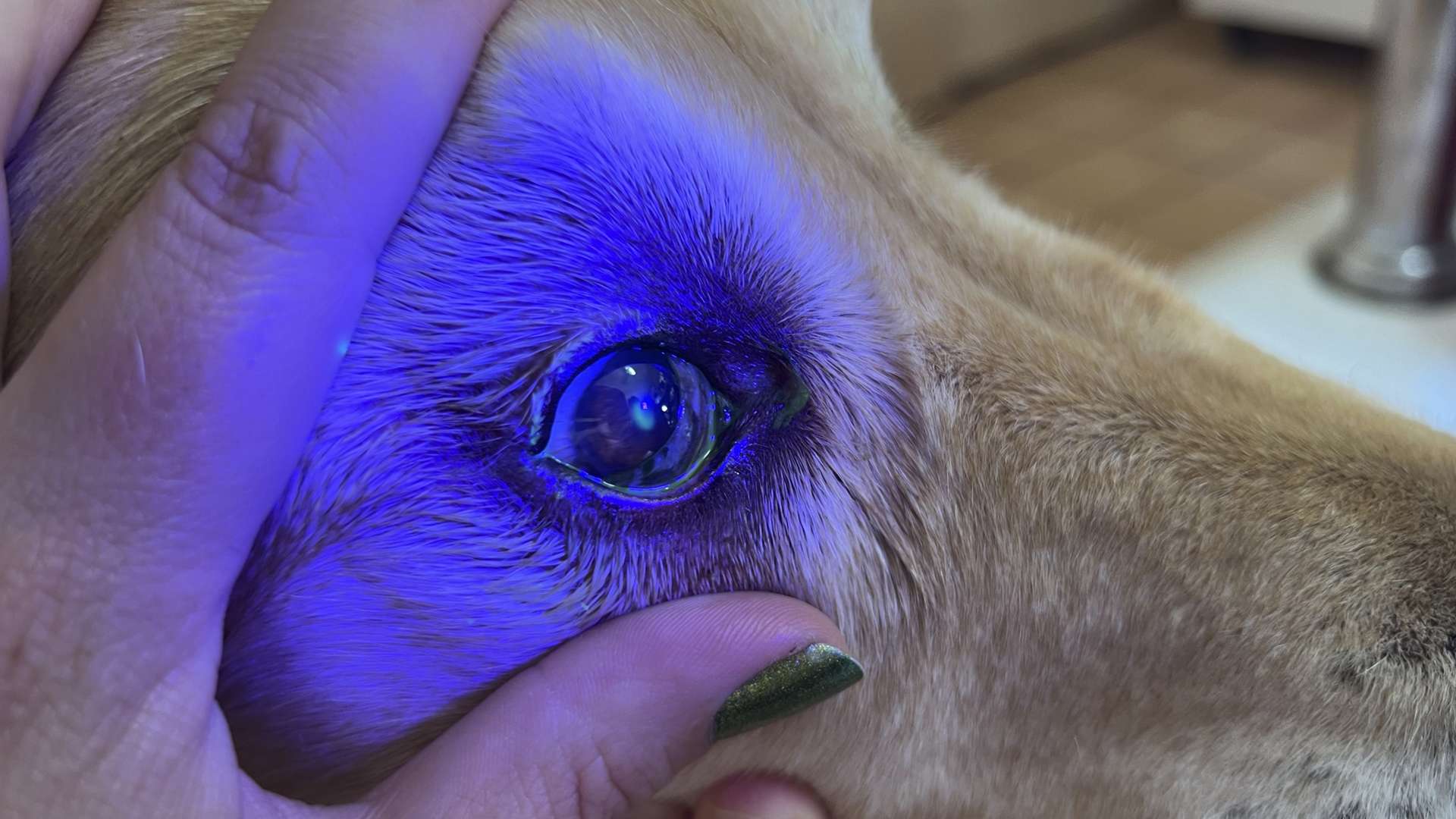 dog eye under uv light