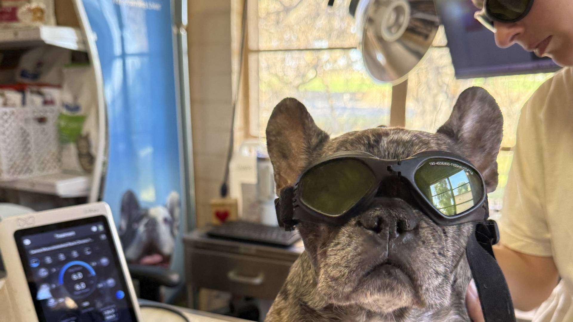 french bulldog wearing protective goggles