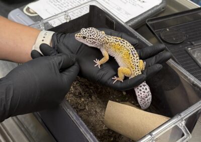 gloved hands holding leopard gecko