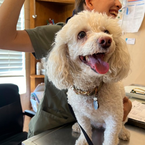 happy poodle at vet