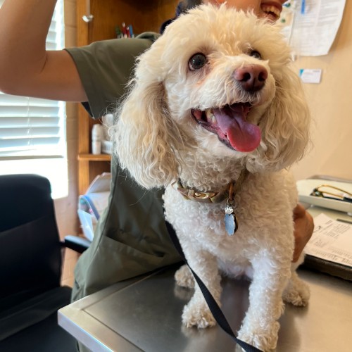 happy poodle at vet