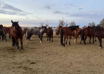 herd of horses dusty pasture