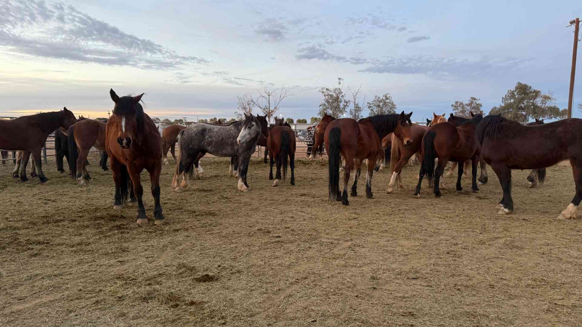 herd of horses dusty pasture