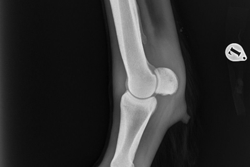horse leg bone xray