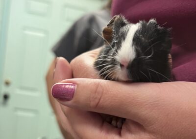 person holding a small guinea pig