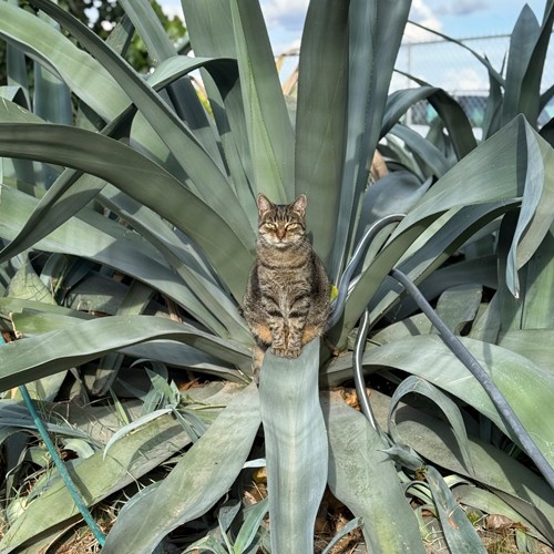 tabby cat on agave plant