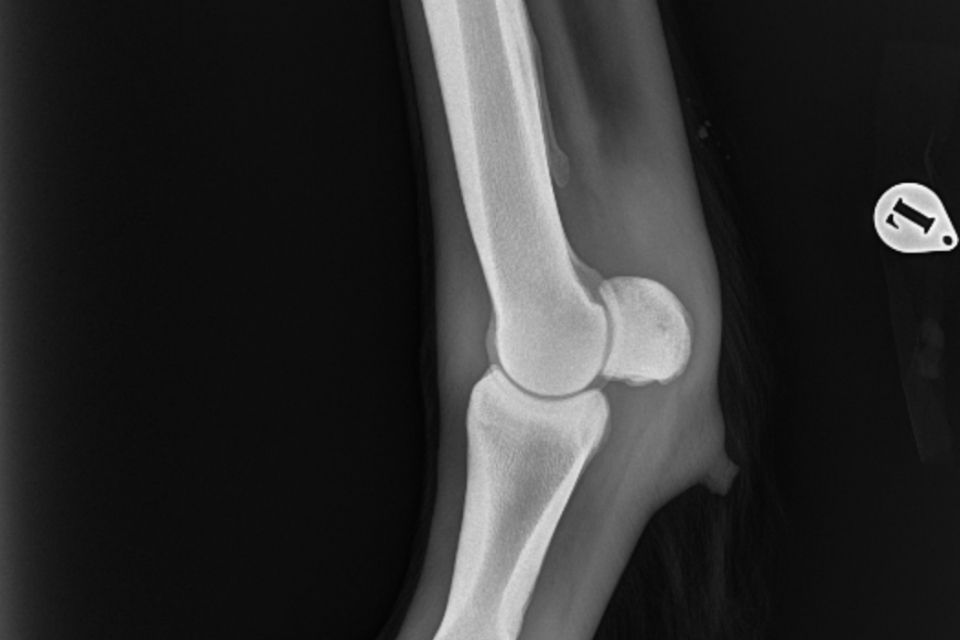 Radiograph showing the bones of a horse's lower leg and hoof, including the tibia, fibula, cannon bone, pastern bones, and coffin bone.